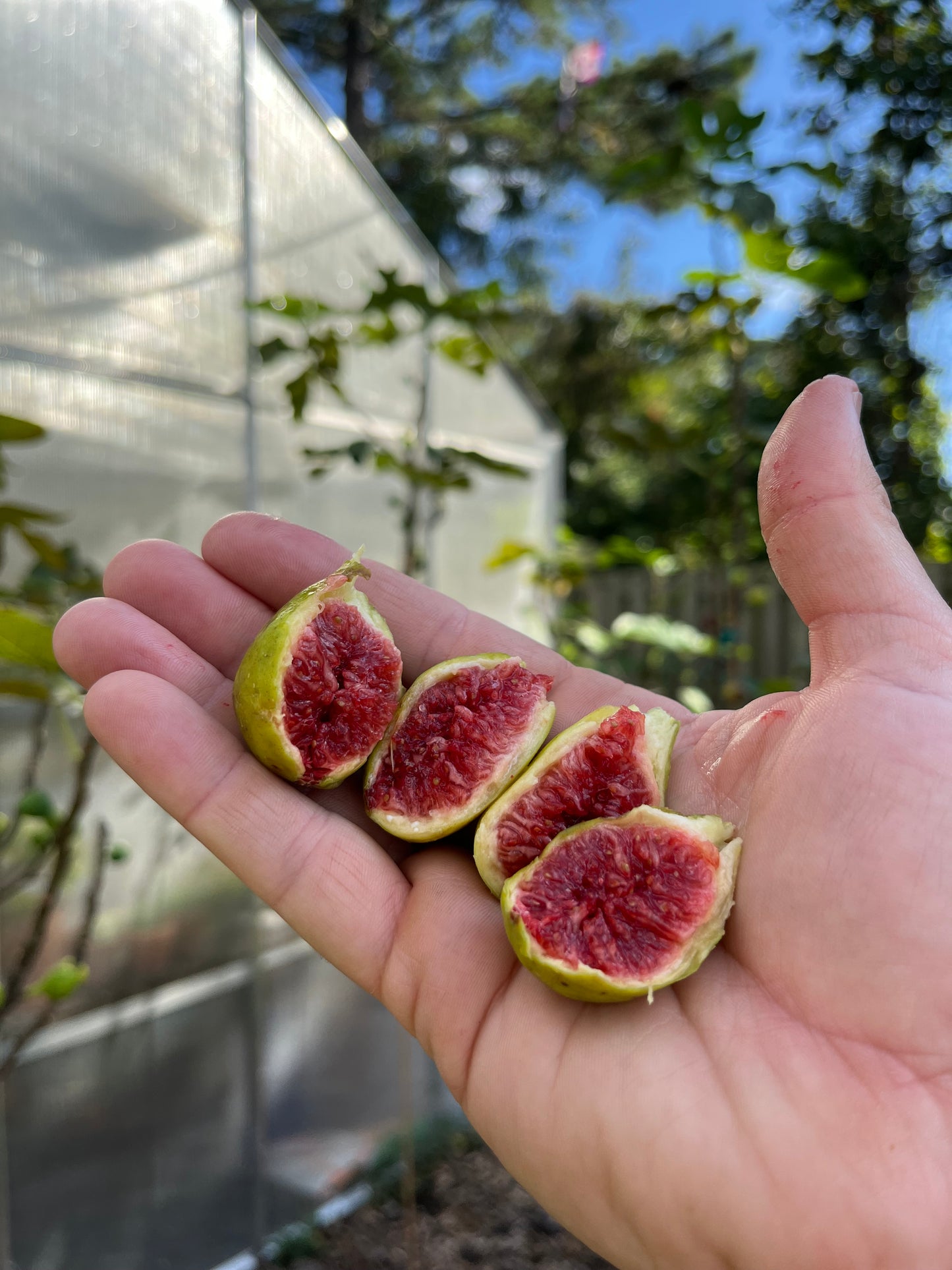 Col de Dame Blanc Fig Tree