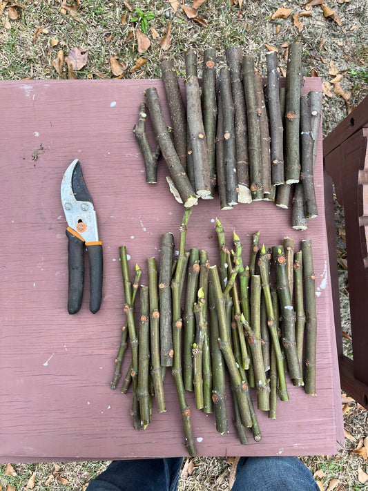 Fig Cuttings: Hardy Chicago: Brooklyn Park JD Mt. Etna