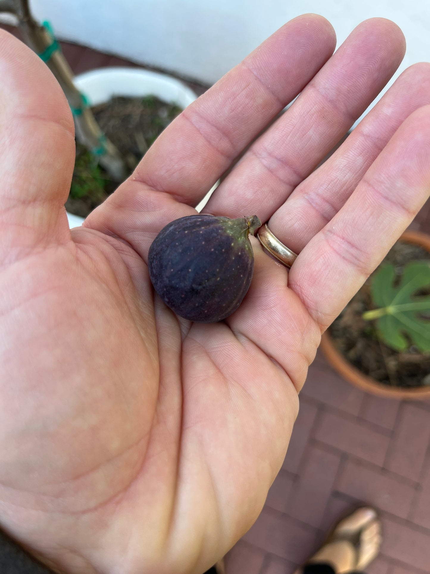 LSU Scott's Black Fig