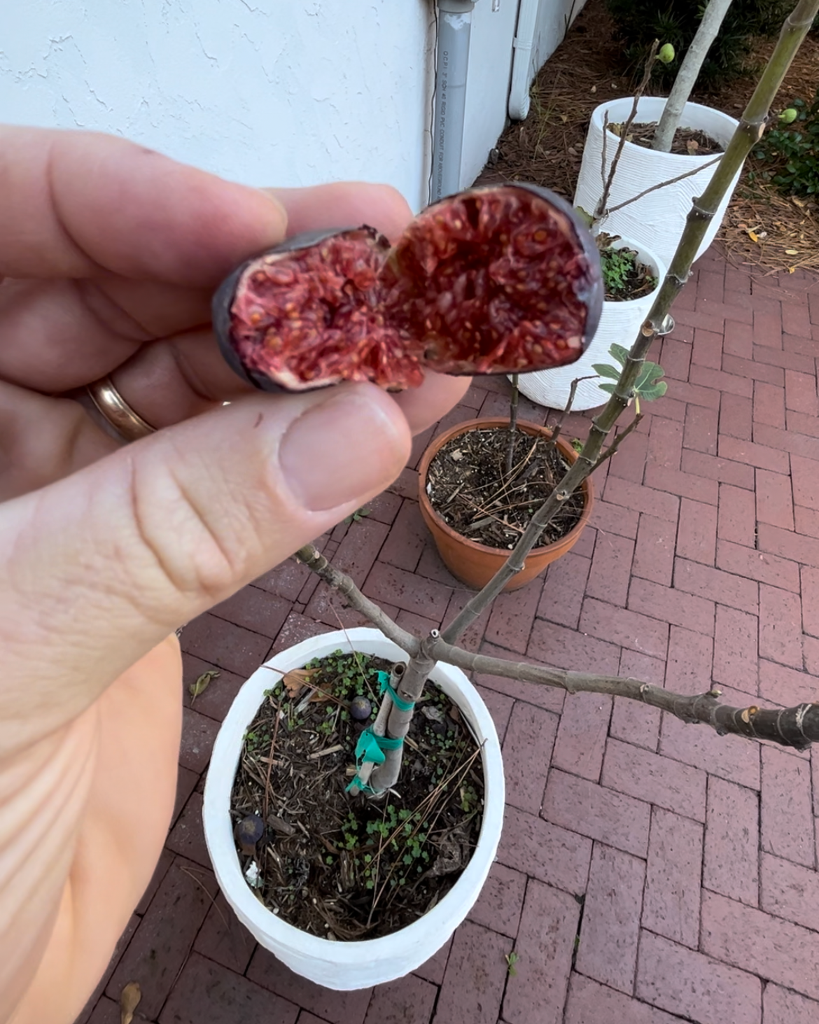 LSU Scott's Black Fig