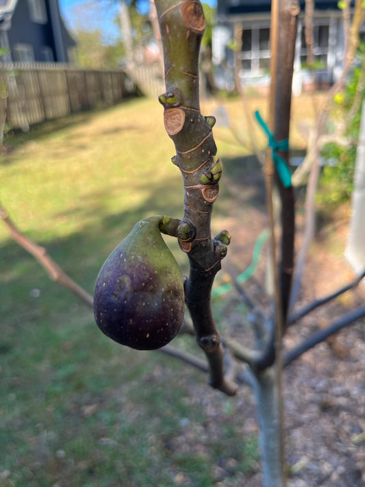 Fig Cuttings: Col De Dame Noir