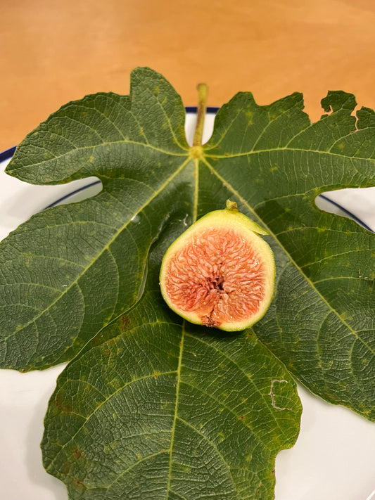 White Adriatic Fig