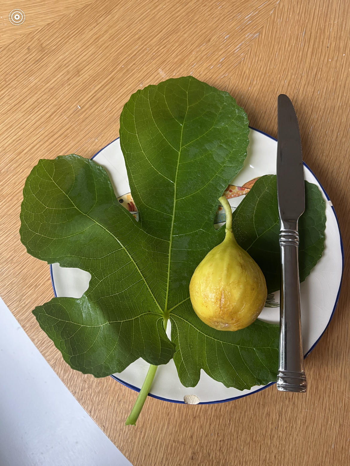 Fig Cuttings: Yellow Long Neck (YLN)