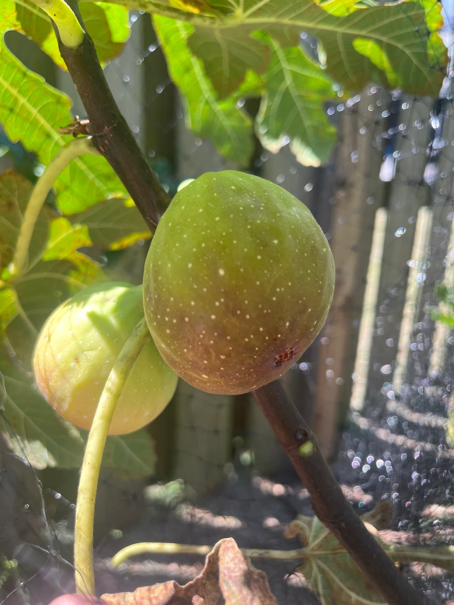 Longue D'Aout Fig