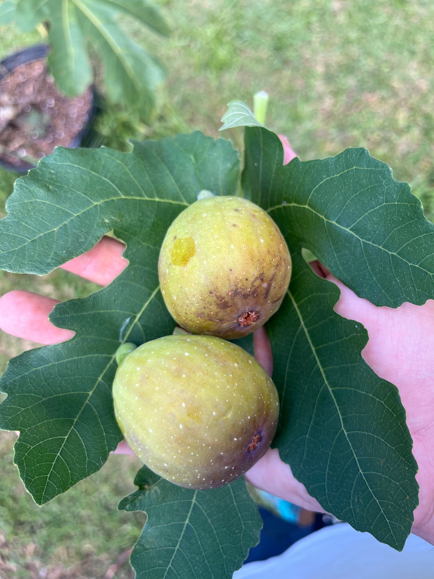 Longue D'Aout Fig