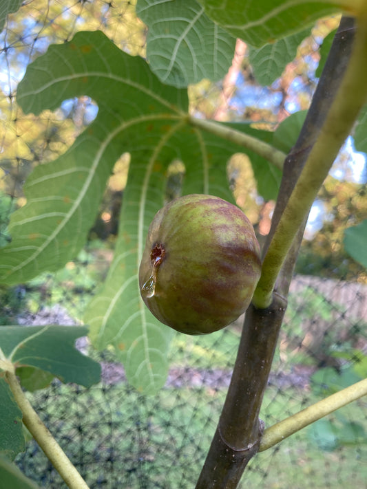 Smith Fig Tree