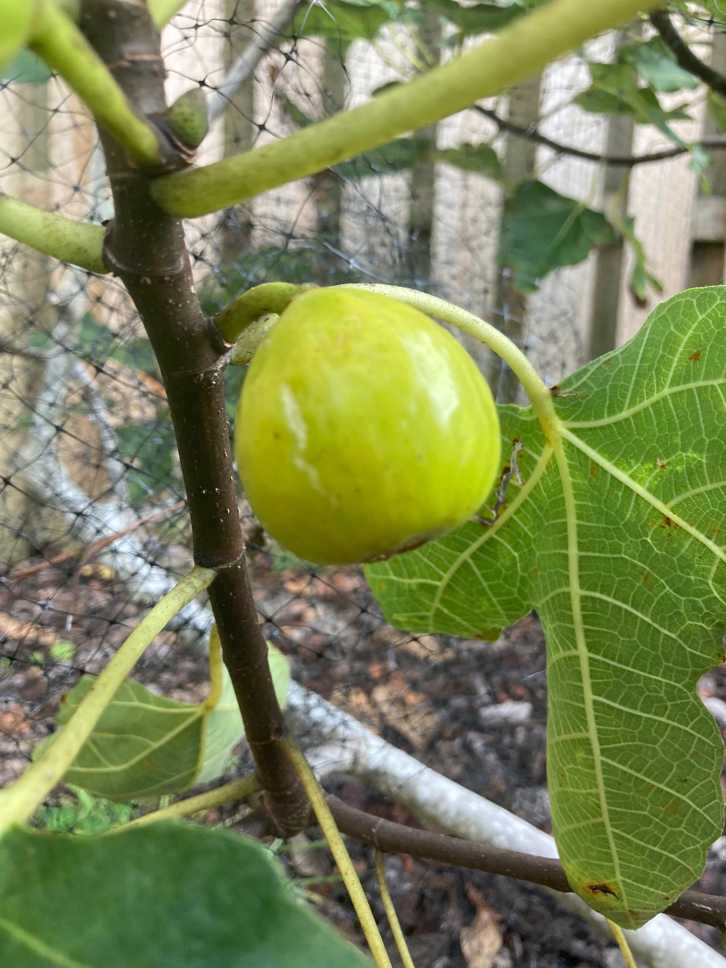 White Genoa Fig