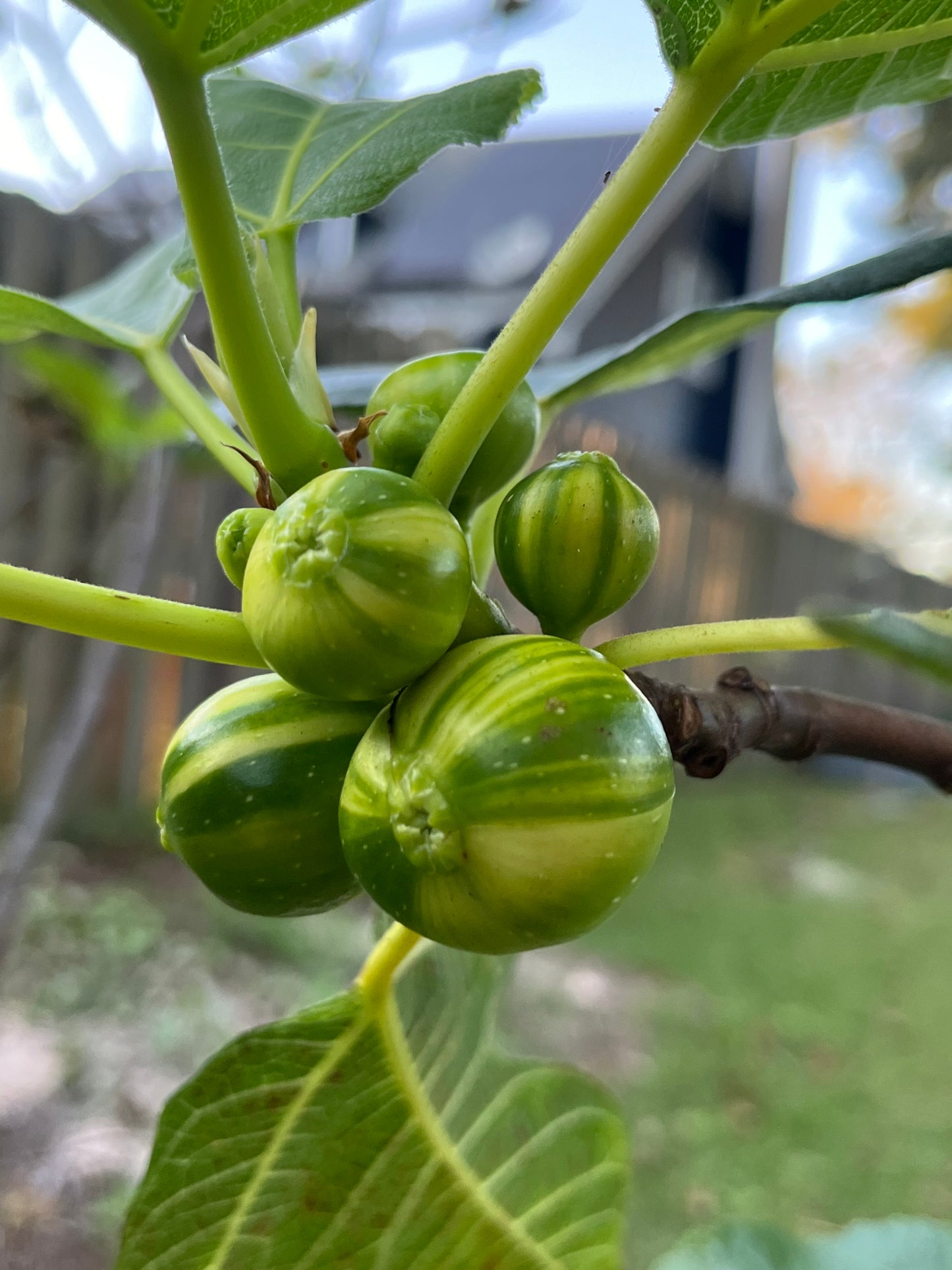 Rigato de Salento Fig Tree