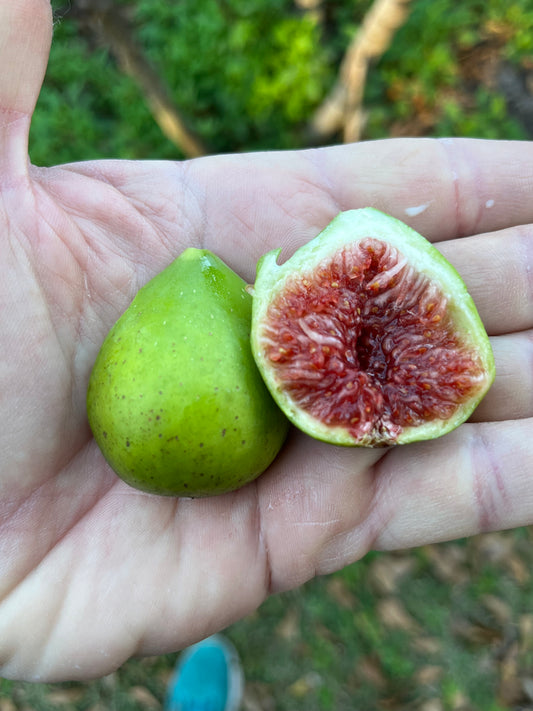 Paradiso Fig