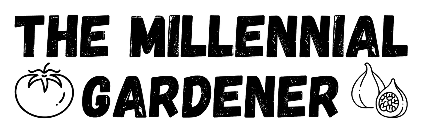 Fig Cuttings: Col De Dame Gris