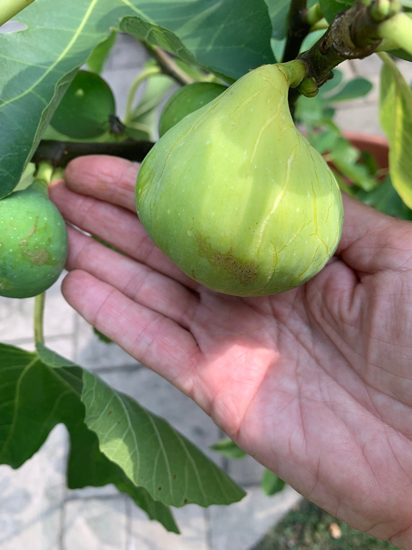 White Triana Fig Tree